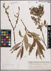 Foto von Salix cinerea L. x Salix viminalis L.